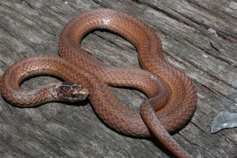 Red Bellied Snake Storeria Occipitomaculata Minnesota Amphibian