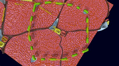 ArtStation - Liver histology anatomy labelled | Resources