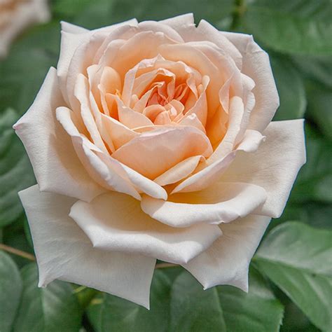 Apricots N Cream Hybrid Tea Rose By Heirloom Roses Live Rose Bush