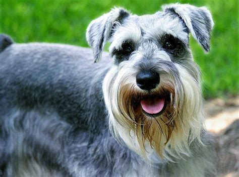 TODO Sobre La Raza Schnauzer Miniatura No Te Lo Pierdas Wakyma