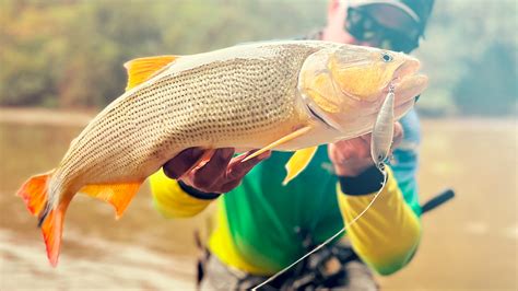 Quais são os principais peixes da região Sudeste do Brasil Blog da