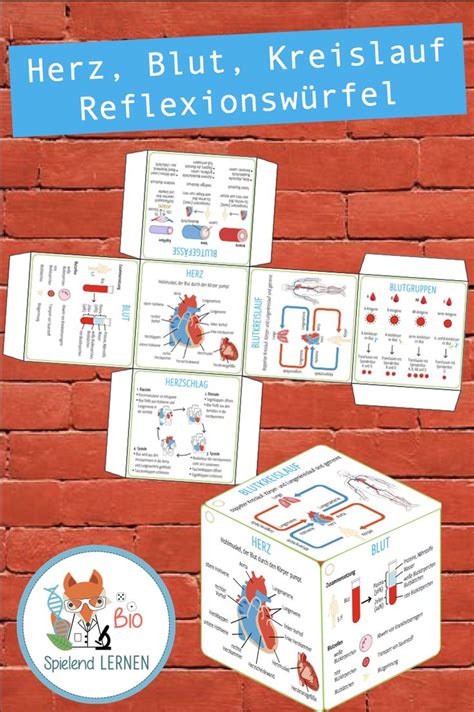 Herz Blut und Kreislauf Karteikarten und Lernwürfel