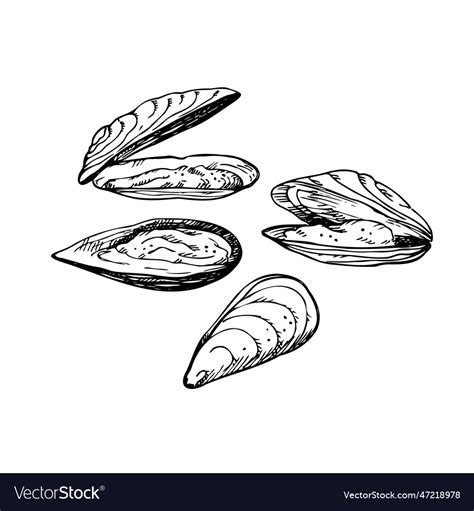 Mussels Hand Drawing With Seashells Seafood Vector Image