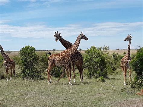 Couple De Girafes Girafes Animaux Animaux R Serve Nationale De