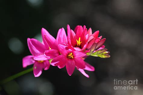 Ixia Flower In Hot Pink Photograph by Joy Watson