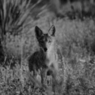 This chart of an "average coyote diet illustrates how adaptable coyotes ...