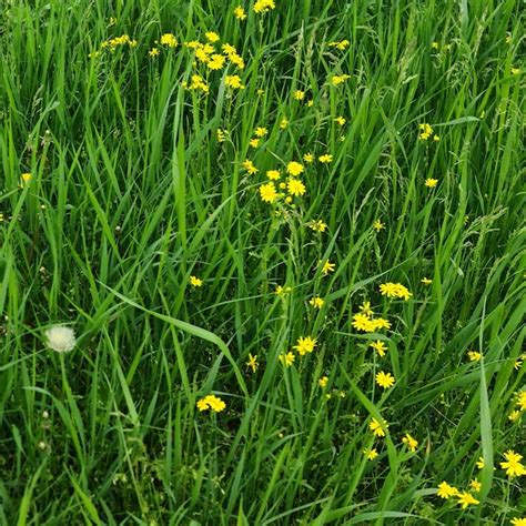 Um campo de grama verde flores amarelas e um dente de leão branco