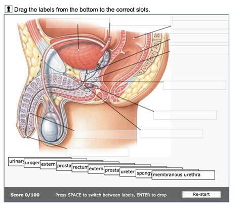 A P Ii Chapter Male Urinary System Diagram Quizlet