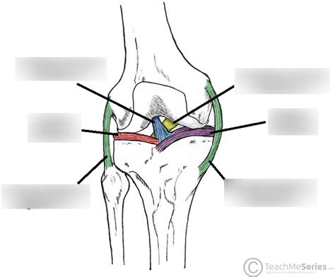 Knee Joint Ligaments Diagram Quizlet