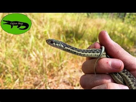 Is Garter Snake Dangerous Fasci Garden