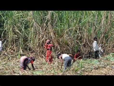 Village Farmer Real Life India Uttar Pradesh Poor People Life In