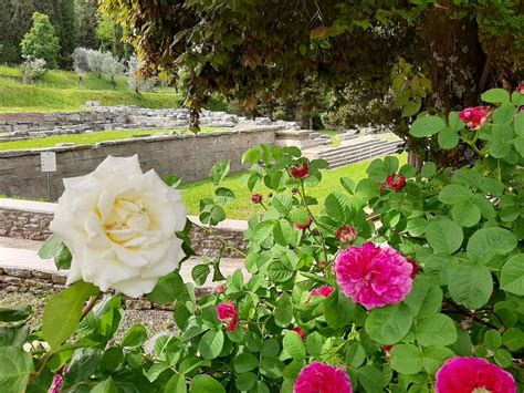 Se Son Rose Fioriranno Miti E Simbologie Delle Rose Dai Romani Al