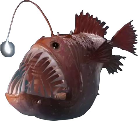 Download Angler Fish Png 8 Png Image Deep Sea Angler Fish