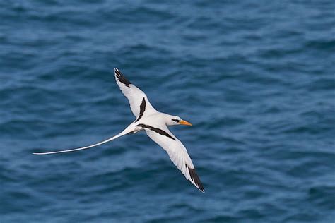 White Tailed Tropicbird The Sibley Guide To Bird Life Behavior