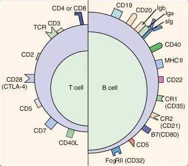 荧光标记CD3抗体的功能和应用 每日生物评论