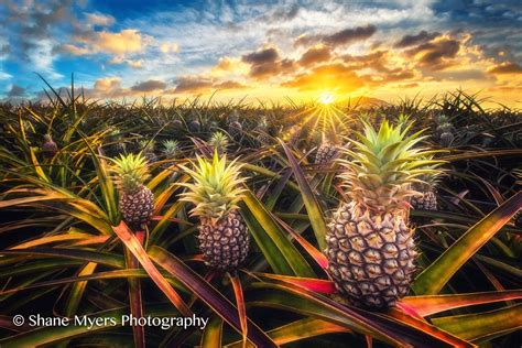 Hawaiian Pineapple Fields Fine Art Print titled Tres | Etsy