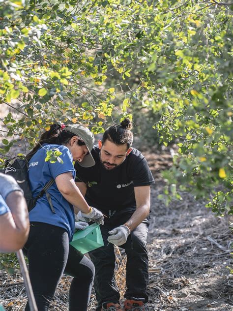 Mantención y limpieza de nuestras plantaciones en Bosque Santiago