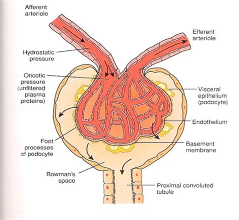 Physiology Renal Phys Flashcards Quizlet