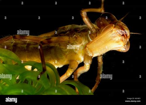 Emperor Dragonfly Larvae, Anax imperator, UK underwater, hawker, pond, showing extension of ...