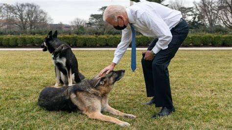 Joe Bidens Bissiger Hund Muss Das Weisse Haus Verlassen B Rntoday