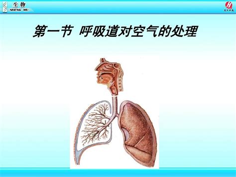 呼吸道对空气的处理 Word文档在线阅读与下载 无忧文档