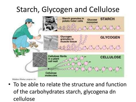 Lesson 3 starch, glycogen and cellulose | PPT