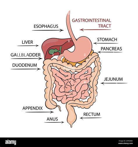 PANCREAS TRATTO GASTROINTESTINALE Schema Didattico Medico Umano