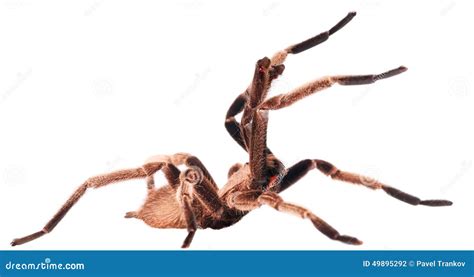 Tarantula Chilobrachys Electric Blue. Very Poisonous Spider Royalty-Free Stock Image ...