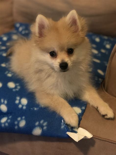 Pomeranian Puppies For Sale Dallas Tx 331453 Petzlover