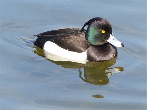 Black And White Duck On Water During Daytime Tufted Duck Hd Wallpaper