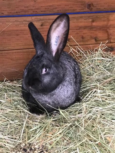 Flemish Giant Rabbits For Sale Dallas Or 268424