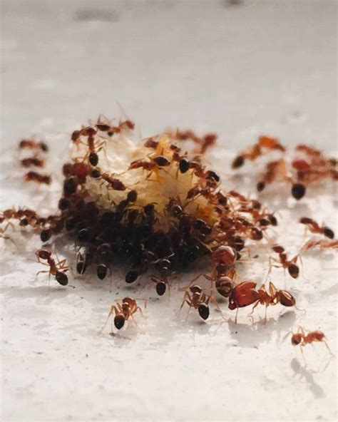 Ant Pest Control Services Sydney - Homes & Hedges