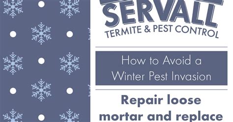 Servall Pest Control: Winter Pest Invasion Tips