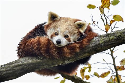 Cu Les Son Las Caracter Sticas De Un Panda Rojo