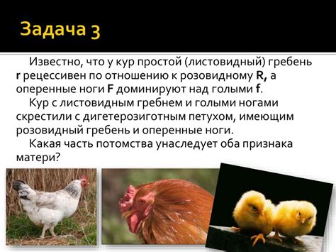 Генетические задачи. Дигибридное скрещивание. Практикум - презентация ...