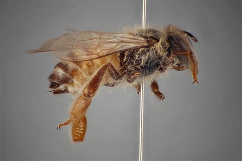 Research Update Anatolian And Arabian Honey Bees Uf Ifas Entomology And Nematology Department