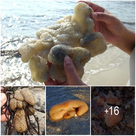 The Strange Blobs That Wash Up On The Beach And Look Like Tissues Or Organs