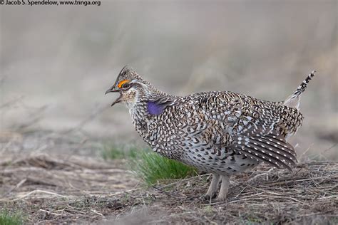 Sharp-tailed Grouse 9