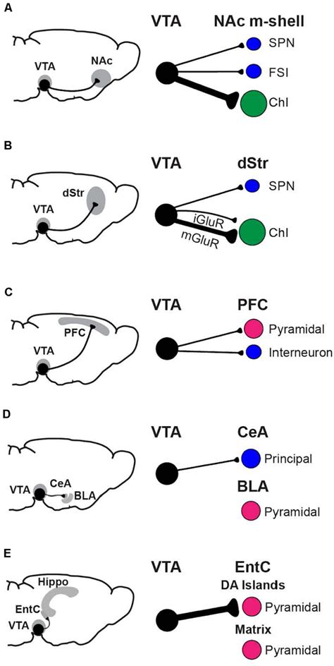 Functional Connectome Analysis Of VTA DA Neuron GLU Cotransmission