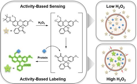 A Tandem Activity Based Sensing And Labeling Strategy Enables Imaging