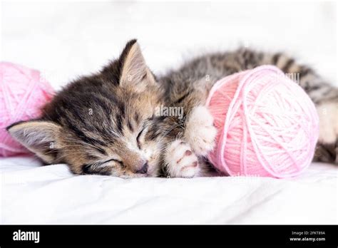 Cute Cat Sleeping With Pink And Grey Balls Skeins Of Thread On White