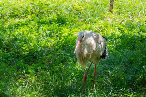 White Stork Walking On The Grass Ground Looking For Food In The Park On