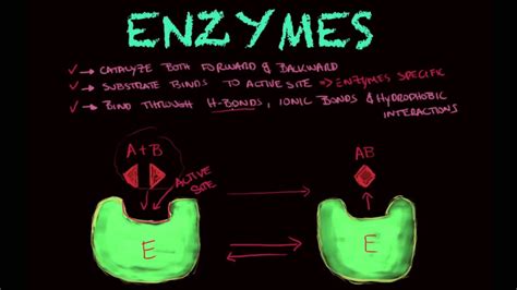 Enzymes Biology Tutorial Youtube