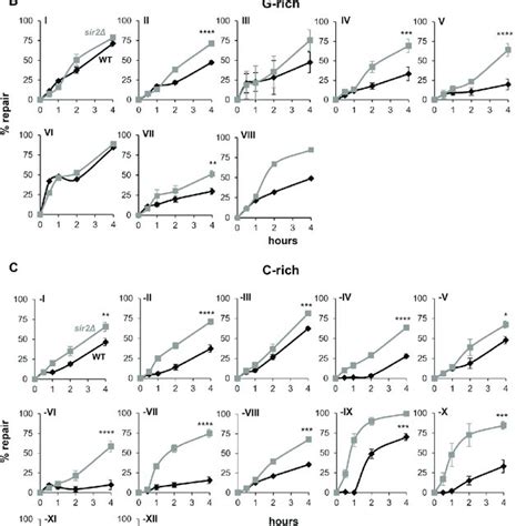 Repair of pyrimidine dimers in the Tel15L X-element of sir2Δ cells. (A)... | Download Scientific ...