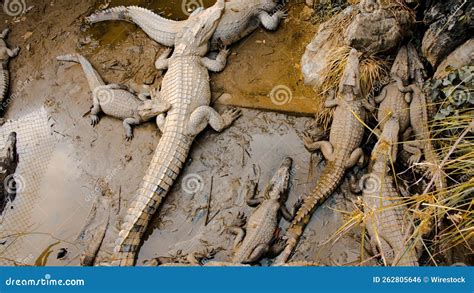 Dangerous Saltwater Crocodiles in the Zoo Park Stock Photo - Image of ...