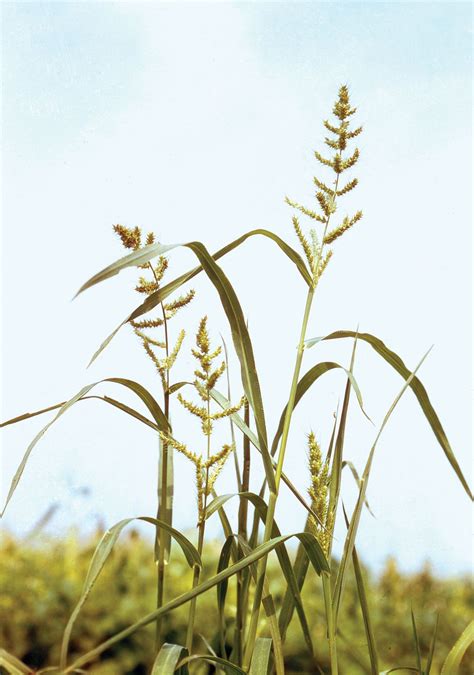 Barnyard Grass Invasive Weed Weed Control And Control Strategies Britannica