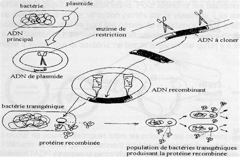 Extraction Et Purification Des Acides Nucl Iques