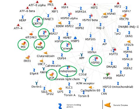 Representation Of The Protein Folding Response To Unfolded Proteins