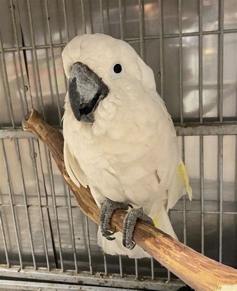 Umbrella Cockatoo For Sale Live Cockatoo Aviary