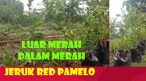 Bibit Jeruk Red Pamelo Siap Tanam Kolibet Besar Tinggi 90 Cm Up YouTube